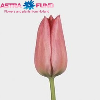 Tulipa Triumf Grp enkel 'Wonderful' foto