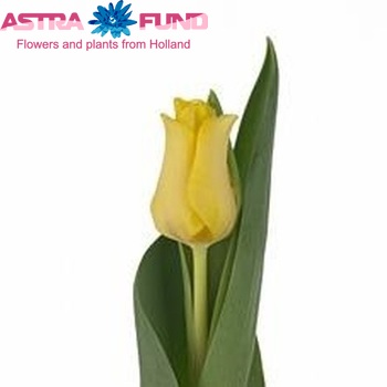 Tulipa Triumf Grp enkel 'Yellow Crown' foto
