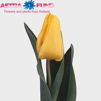 Tulipa Triumf Grp enkel 'Yellow Flight' foto