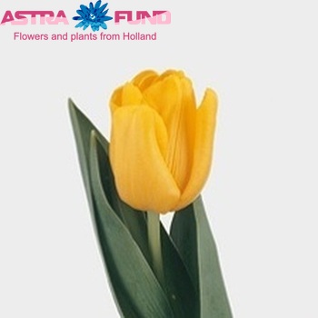 Tulipa Triumf Grp enkel 'Yellow King' foto