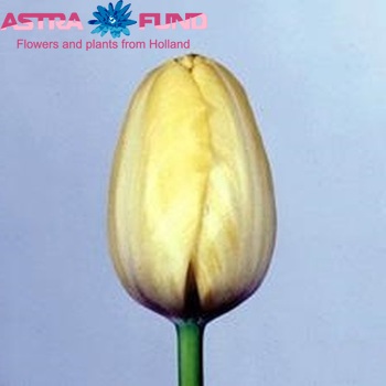 Tulipa Triumf Grp enkel 'Yellow Star' foto