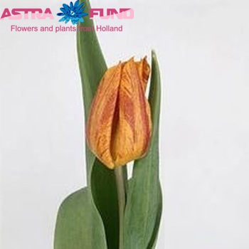 Tulipa Triumf Grp enkel 'Yoko's Beauty' foto