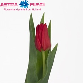 Tulipa Triumf Grp enkel 'Yuri' foto