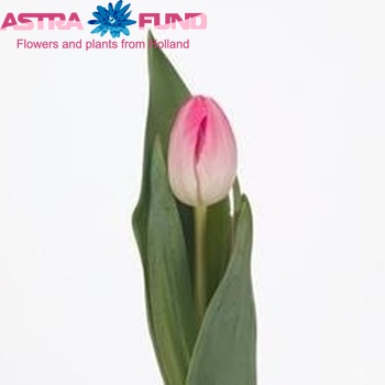 Tulipa Upstar foto