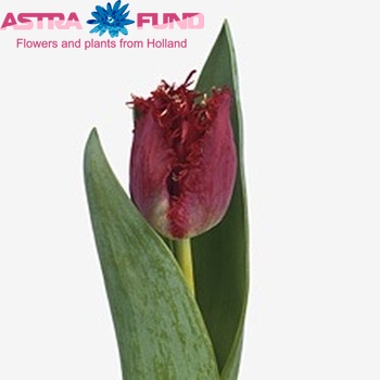 Tulipa Valery Gergiev foto