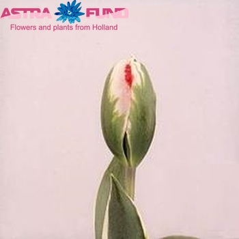Tulipa Viridiflora Grp enkel 'Esperanto' foto