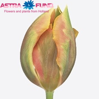 Tulipa Viridiflora Grp enkel 'Green River' foto