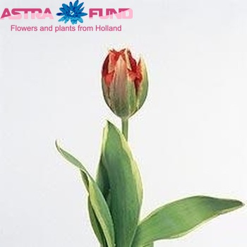 Tulipa Viridiflora Grp enkel 'Hollywood Star' foto