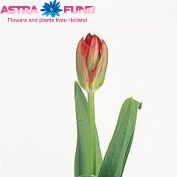 Tulipa Viridiflora Grp enkel 'Spring Green' foto
