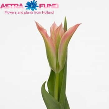 Tulipa Viridiflora Grp enkel 'Virichic' foto