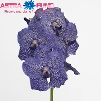 Vanda Bajong Sky Blue Somsri 'Blue Spot Beauty' photo