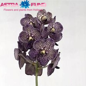 Vanda 'Black Magic' photo