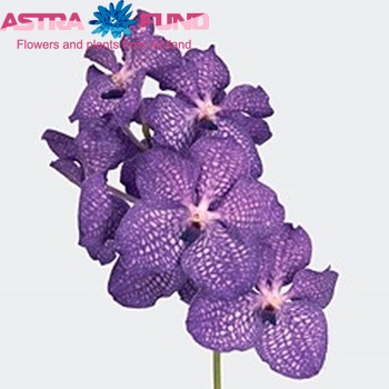Vanda 'Blue Magic' photo