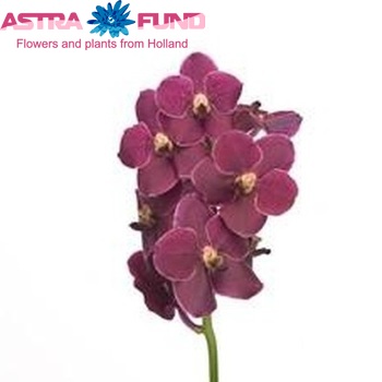Vanda Bordeaux Magic photo