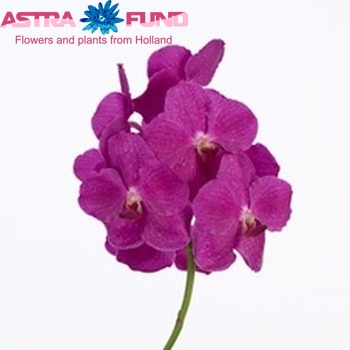 Vanda Bright Pink Magic photo