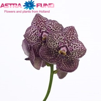 Vanda Deep Purple Spots photo
