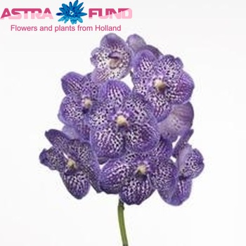 Vanda Exotic Purple photo