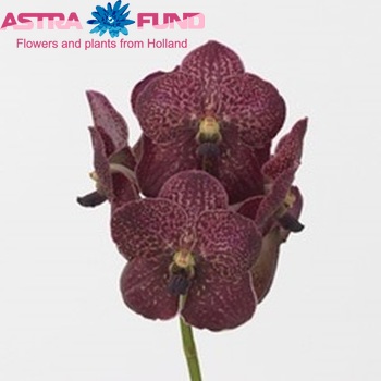 Vanda Exotic Red photo
