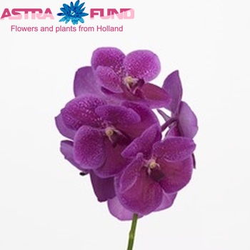 Vanda Fuchsia Beauty photo