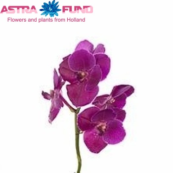 Vanda Fuchsia Magic foto