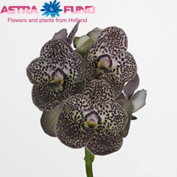 Vanda Gordon Dillon Gua Jia Long 'Black Beauty' foto
