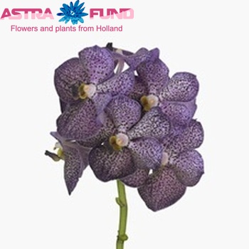 Vanda Gordon Dillon Gua Jia Long 'Purple Spot Beauty' foto