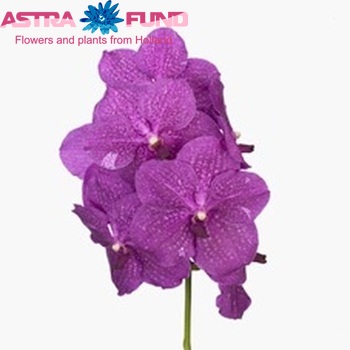 Vanda Leeneachai 'Pink Spot Beauty' foto