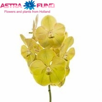 Vanda 'Lemon Magic' foto