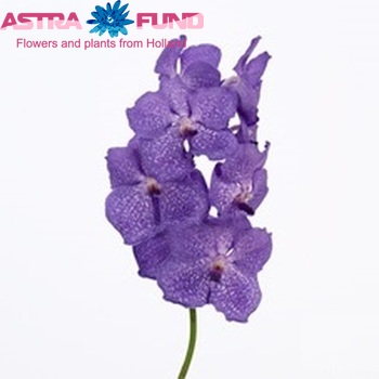 Vanda Light Blue Magic foto