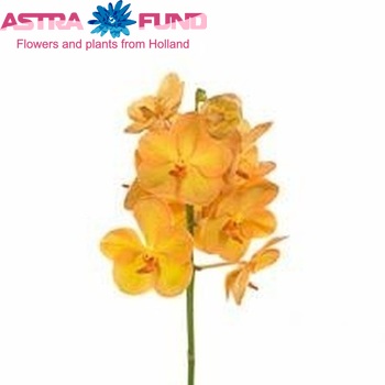 Vanda New Orange Magic foto