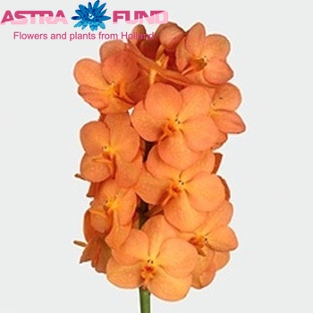 Vanda Orange Magic foto
