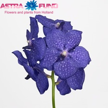 Vanda Pachara Delight 'Blue Beauty' foto