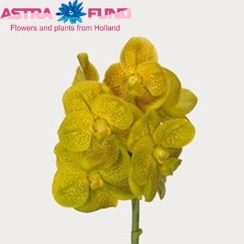 Vanda Pathom Gold 'Yellow Spot Beauty' fotografie