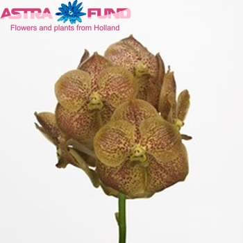 Vanda Pathorn Gold 'Golden Beauty' fotografie