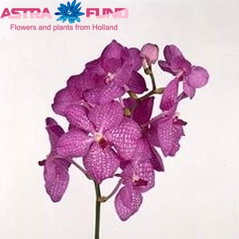 Vanda Pink Magic fotografie