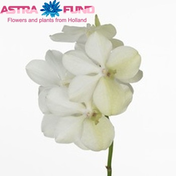 Vanda Princess Mikasa 'Romance White' fotografie