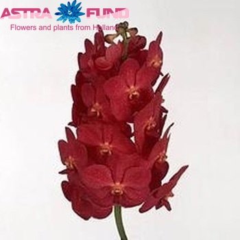 Vanda Red Magic fotografie