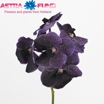 Vanda Robert's Delight 'Black Purple Beauty' fotografie