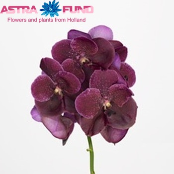 Vanda Robert's Delight 'Purple Violet Beauty' fotografie