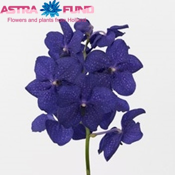 Vanda Royal Blue fotografie