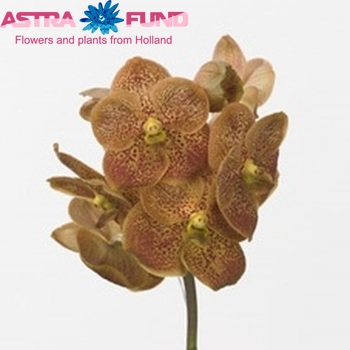 Vanda Sandy fotografie