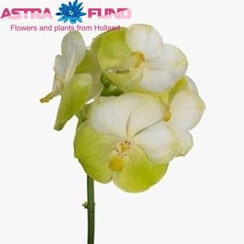 Vanda Somsri Gold 'Sunny White Beauty' fotografie