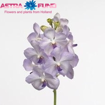 Vanda Springtime Blue fotografie