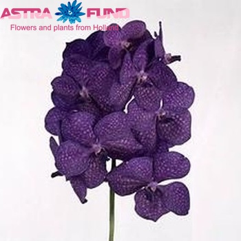 Vanda Tayanee Blue fotografie