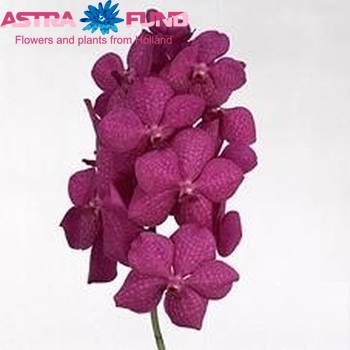 Vanda Tayanee Cerise fotografie