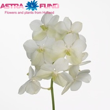 Vanda Tayanee White fotografie