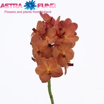 Vanda Thai Peach fotografie