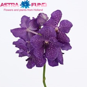 Vanda Violet Blue Magic fotografie