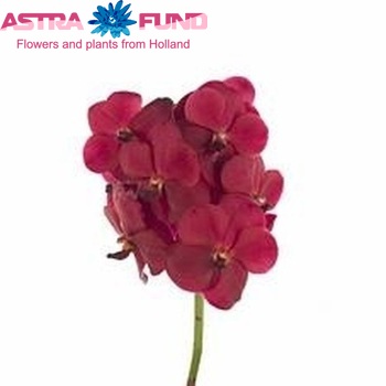 Vanda Violet Red Magic fotografie
