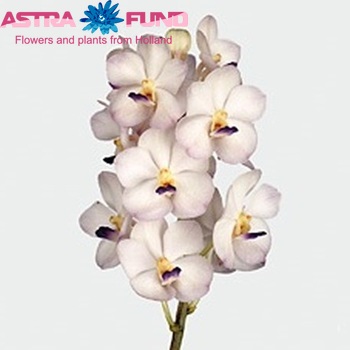 Vanda 'White Magic' fotografie